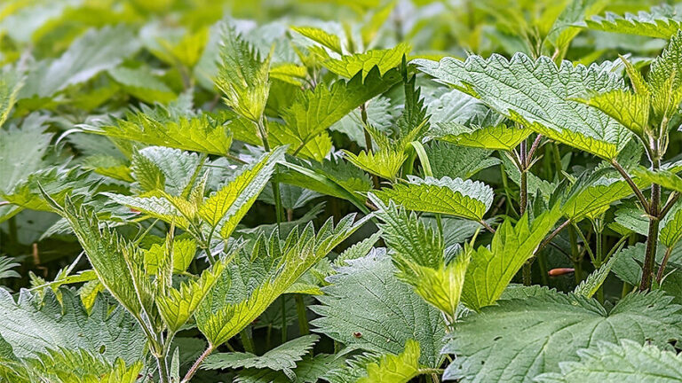 Die 10 besten Calciumquellen • Vegane Ernährung