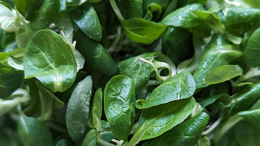 Feldsalat im Nährstoffranking